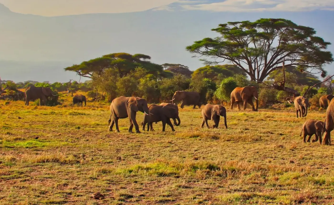 Amboseli elephants with Mount Kilimanjaro