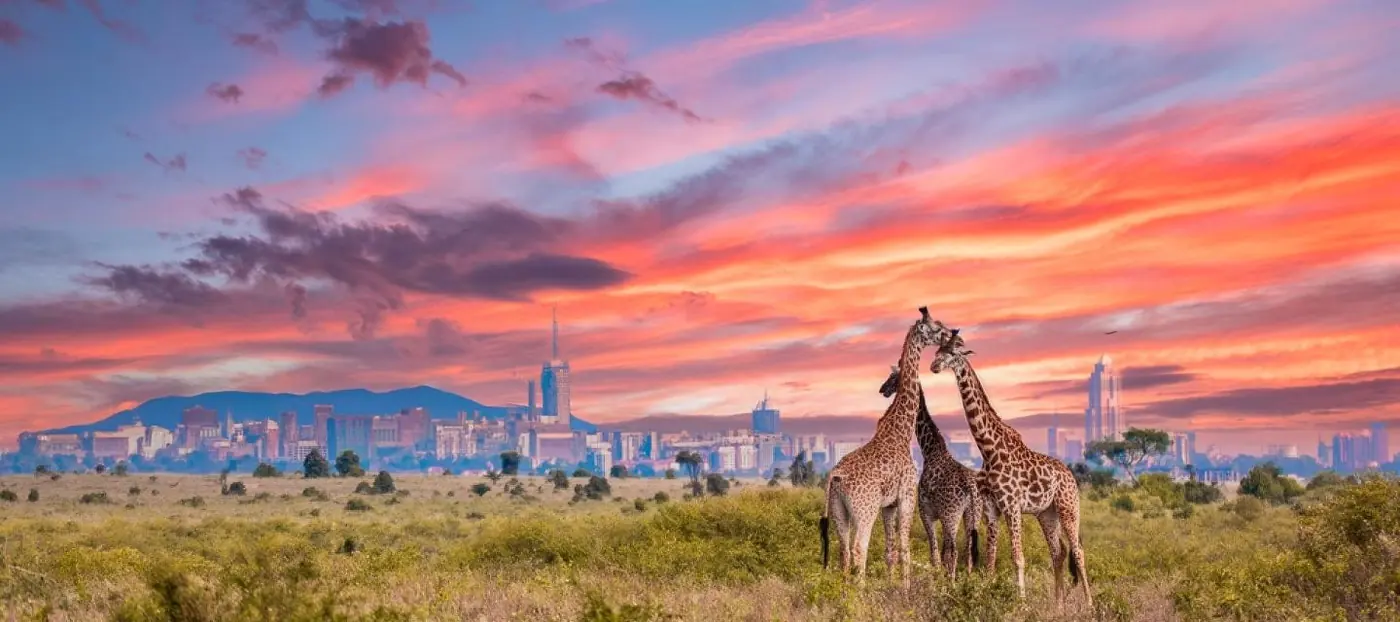 Nairobi National Park wildlife and skyline