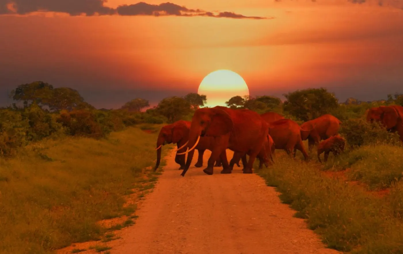 Tsavo National Park red elephants
