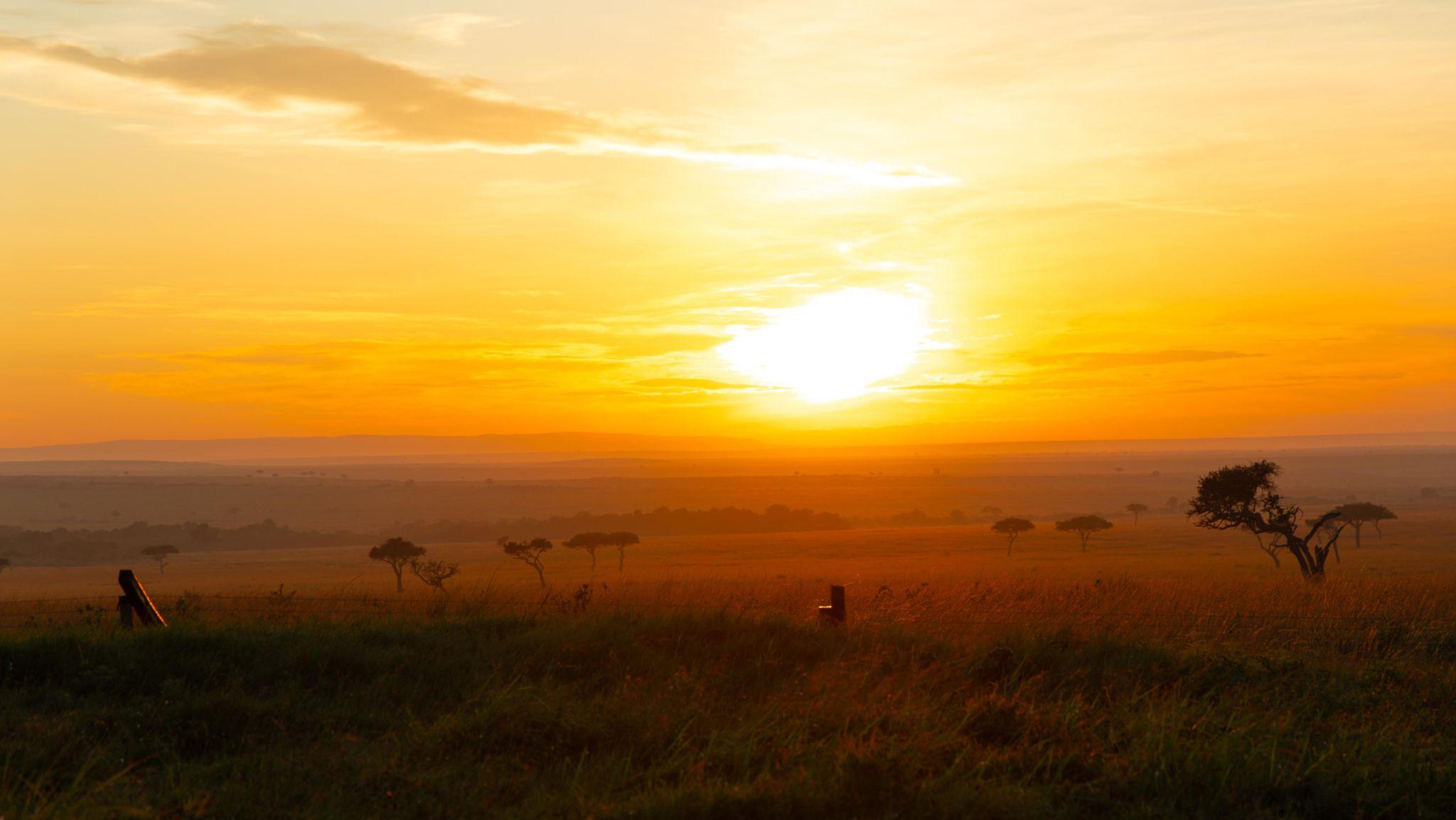 Acacia tree in the golden African savannah