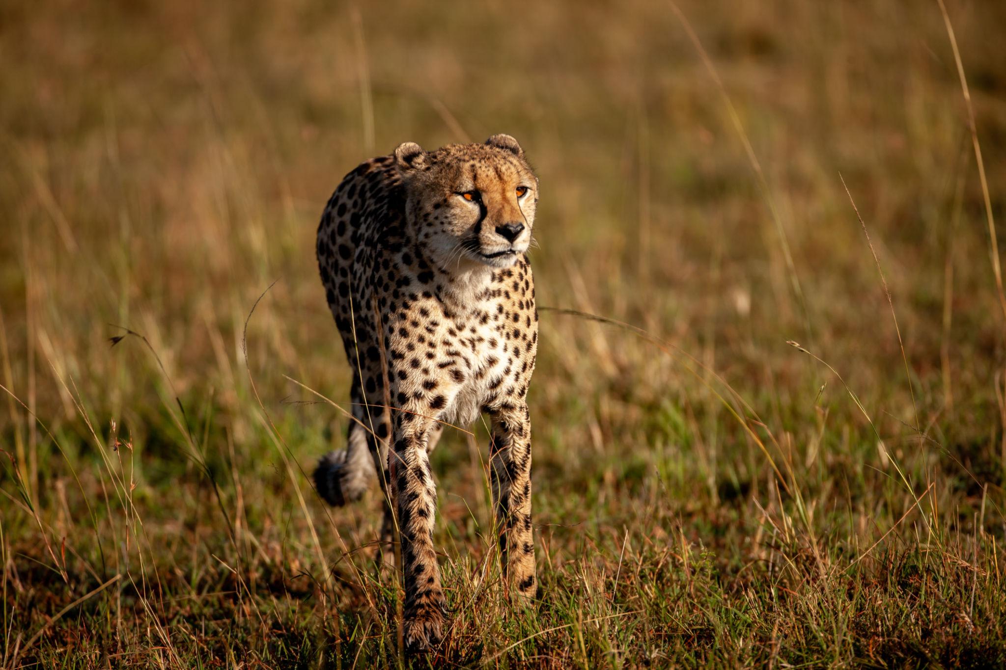 Cheetah in the grasslands of Kenya