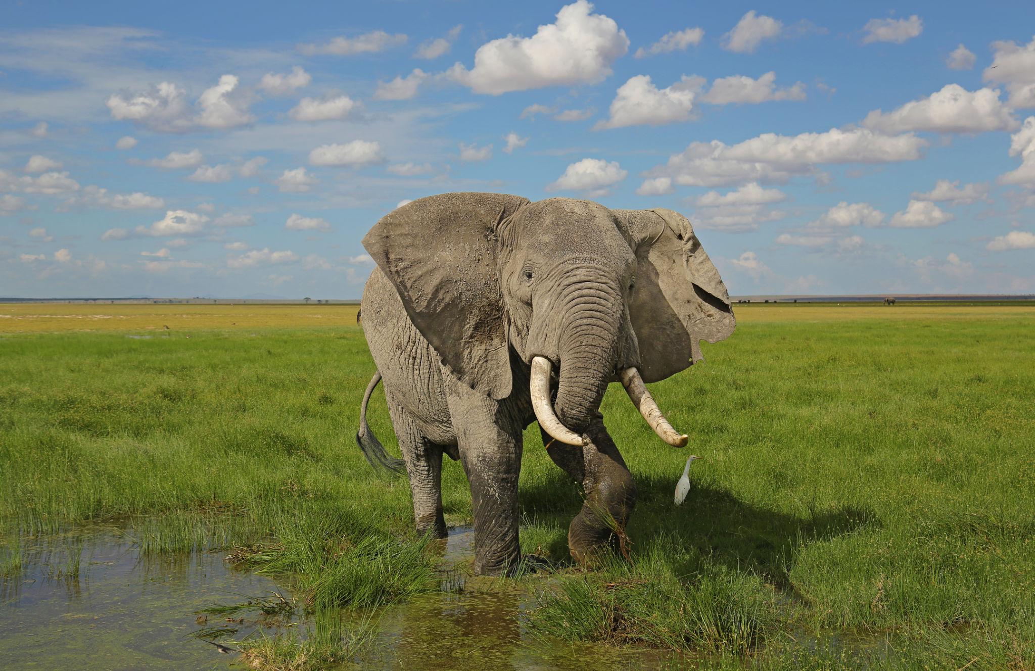 African elephants walking across the plains