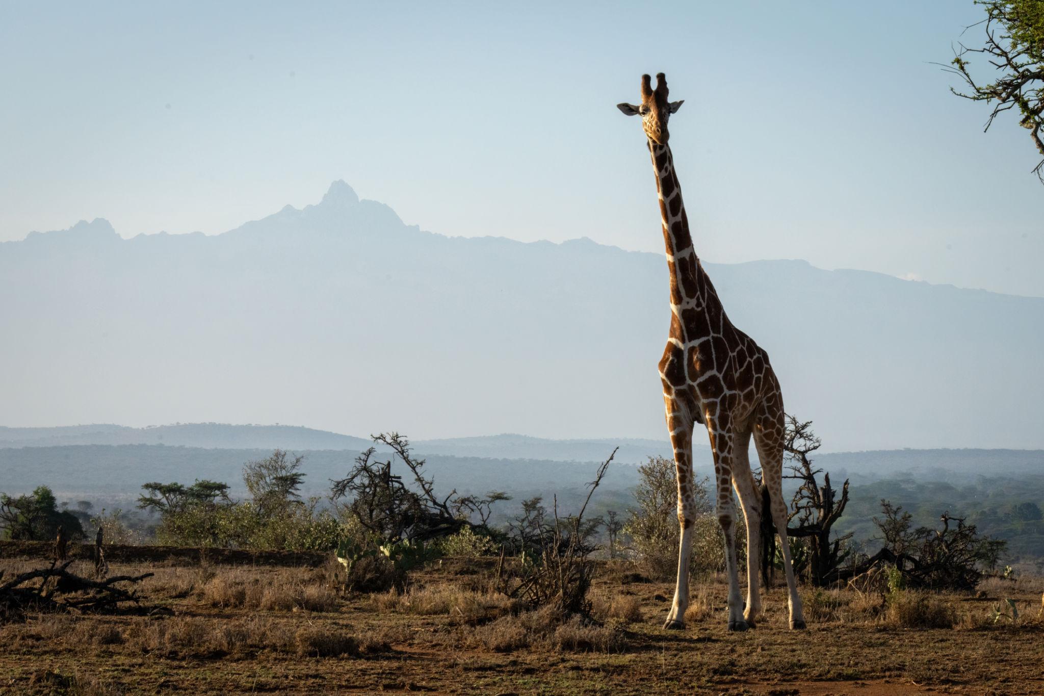 Giraffe standing in the Kenyan savannah