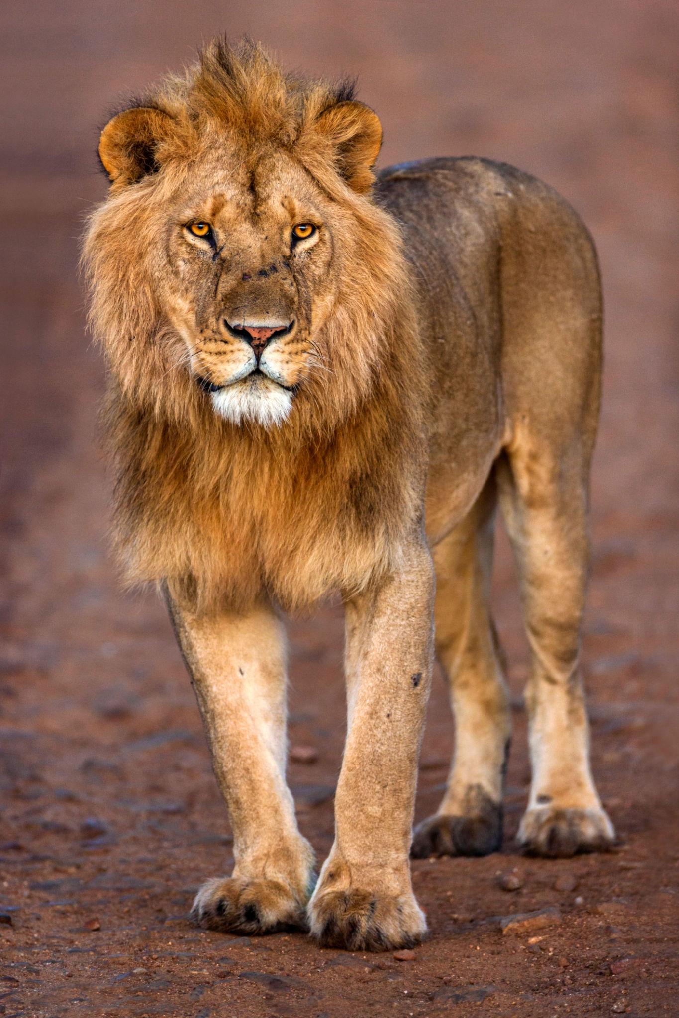 Lion resting in the African savannah